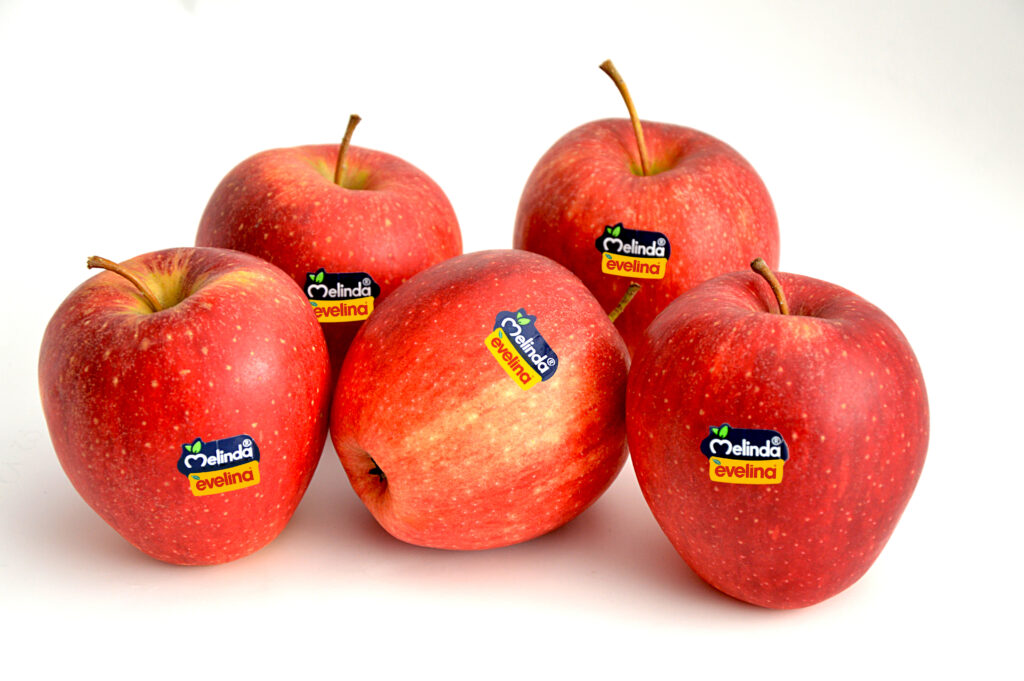 Melinda Evelina gruppo di 5 mele New Logo