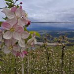 Fioritura Val di Non 2025 ph Martina Valentini 3