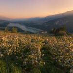 Fioritura Val di Non archivio Consorzio Melinda 1