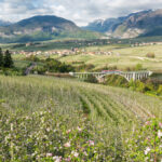 Fioritura Val di Non archivio Consorzio Melinda 3
