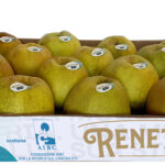 2025 Padella Renetta Melinda AIRC