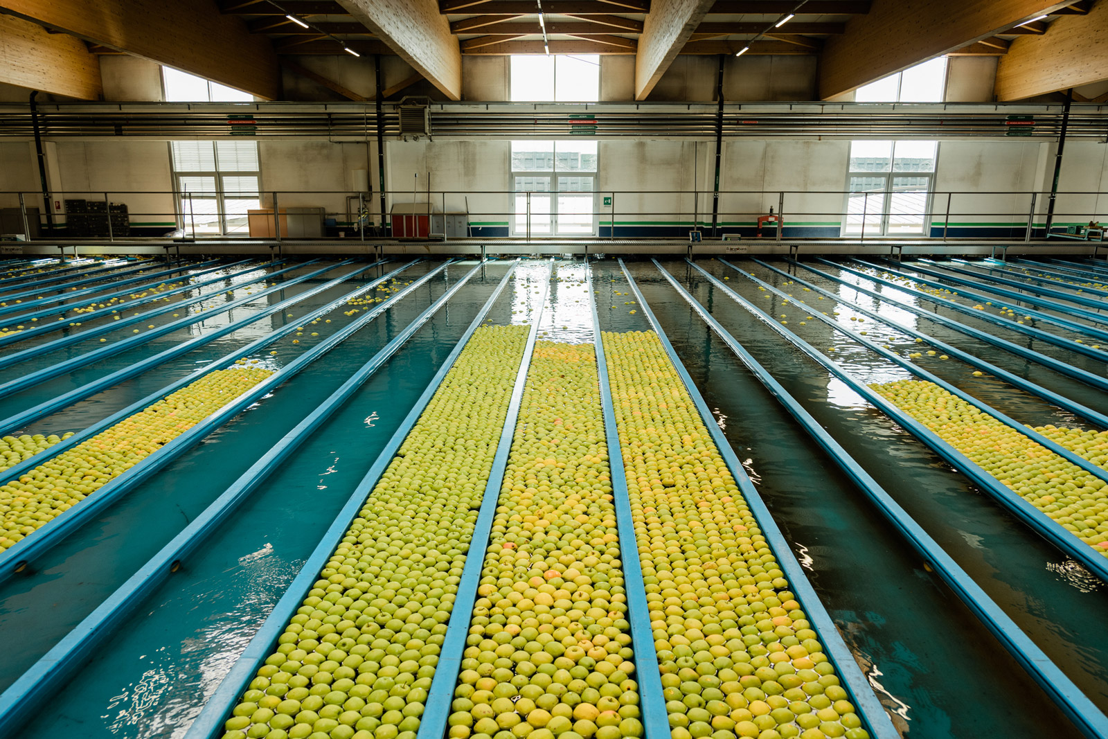 sale lavorazione mele