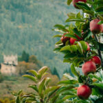 Val DiSole autunno 2025 38204